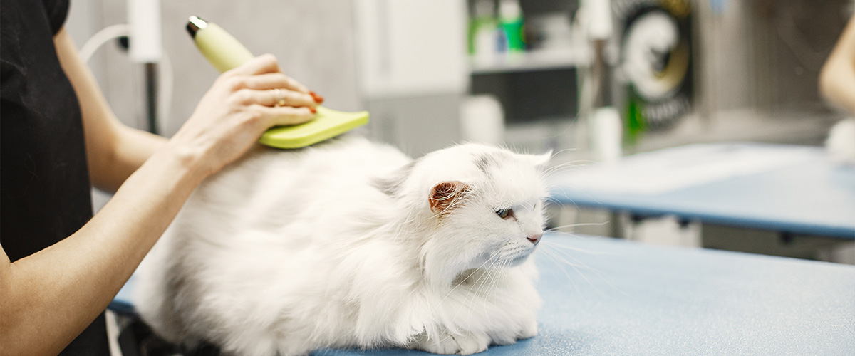 banner-cham-soc-long-cho-thu-cung