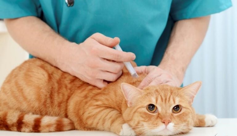 benh-truyen-nhiem-o-meo